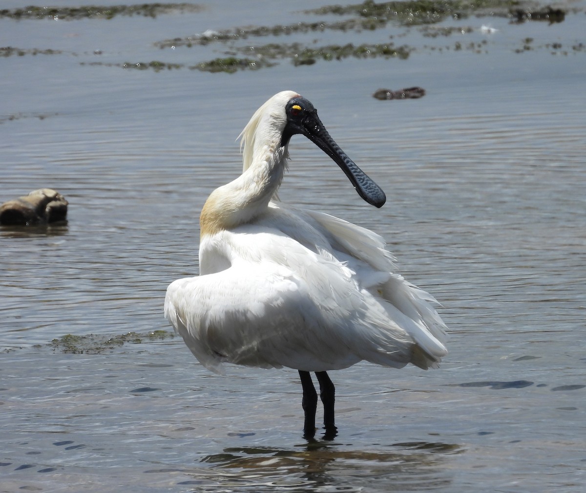 Royal Spoonbill - ML644128915
