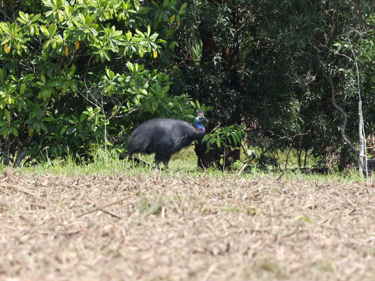 Southern Cassowary - ML644128919