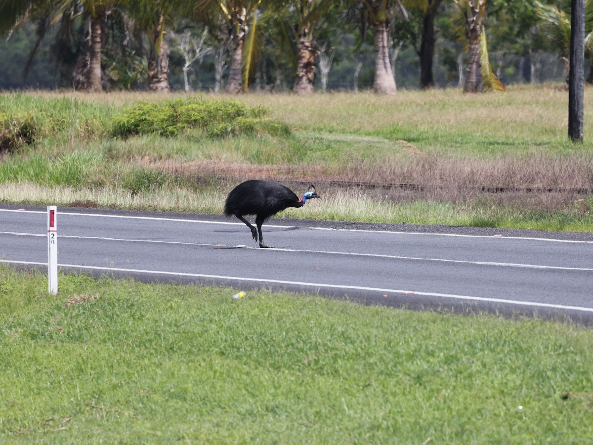 Southern Cassowary - ML644128920