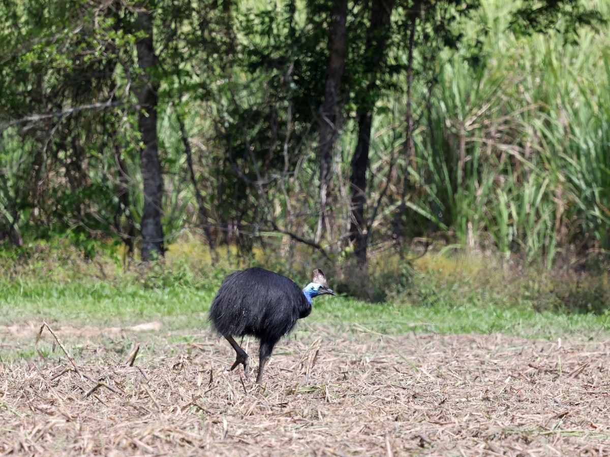 Southern Cassowary - ML644128921