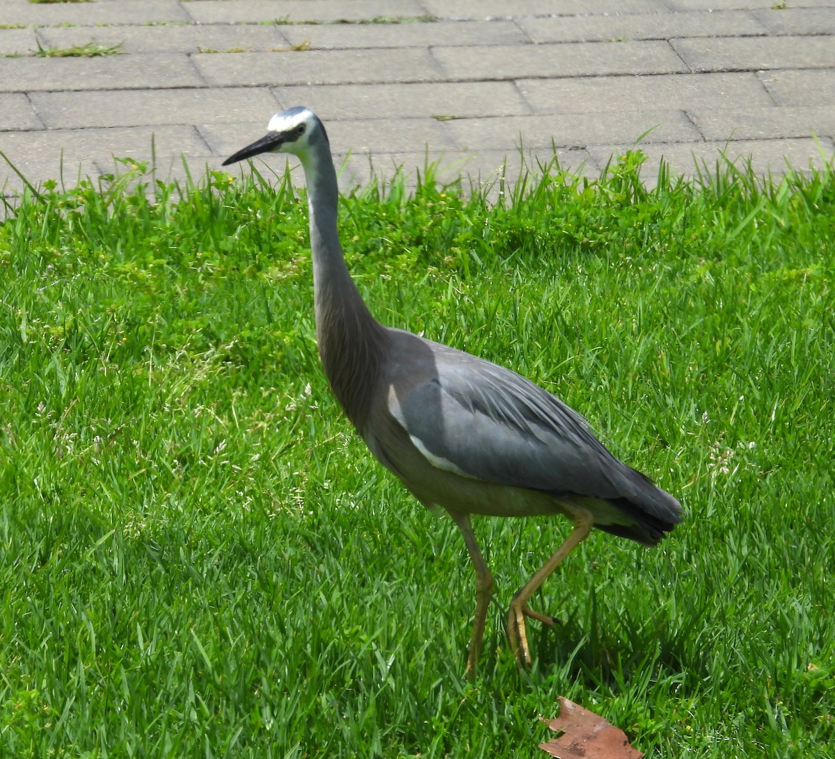 White-faced Heron - ML644128922