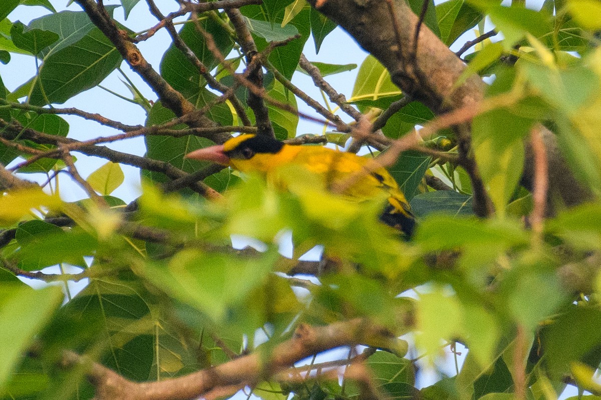 Black-naped Oriole - ML644128924