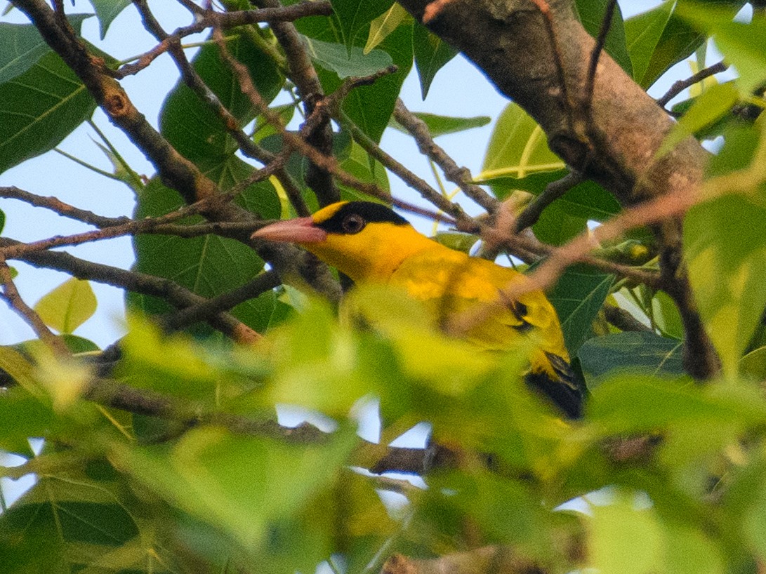Black-naped Oriole - ML644128925