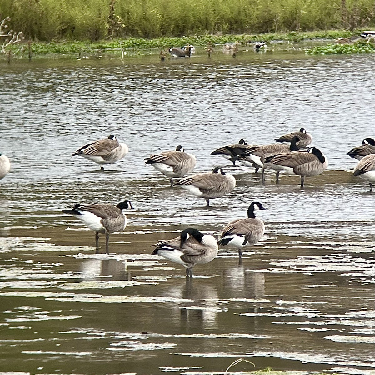 Canada Goose - ML644128927