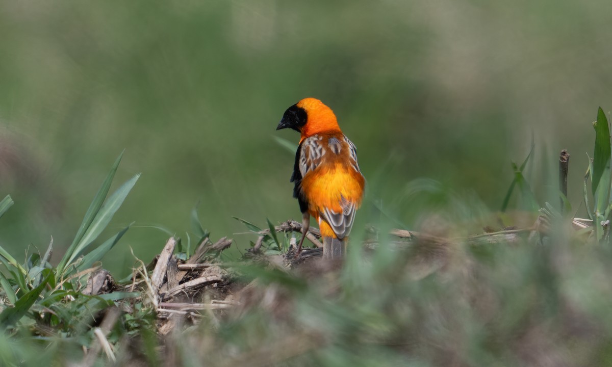 Southern Red Bishop - ML644128931