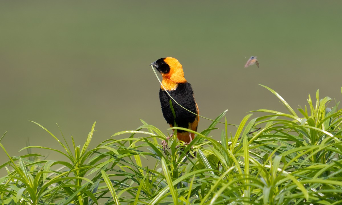 Southern Red Bishop - ML644128932