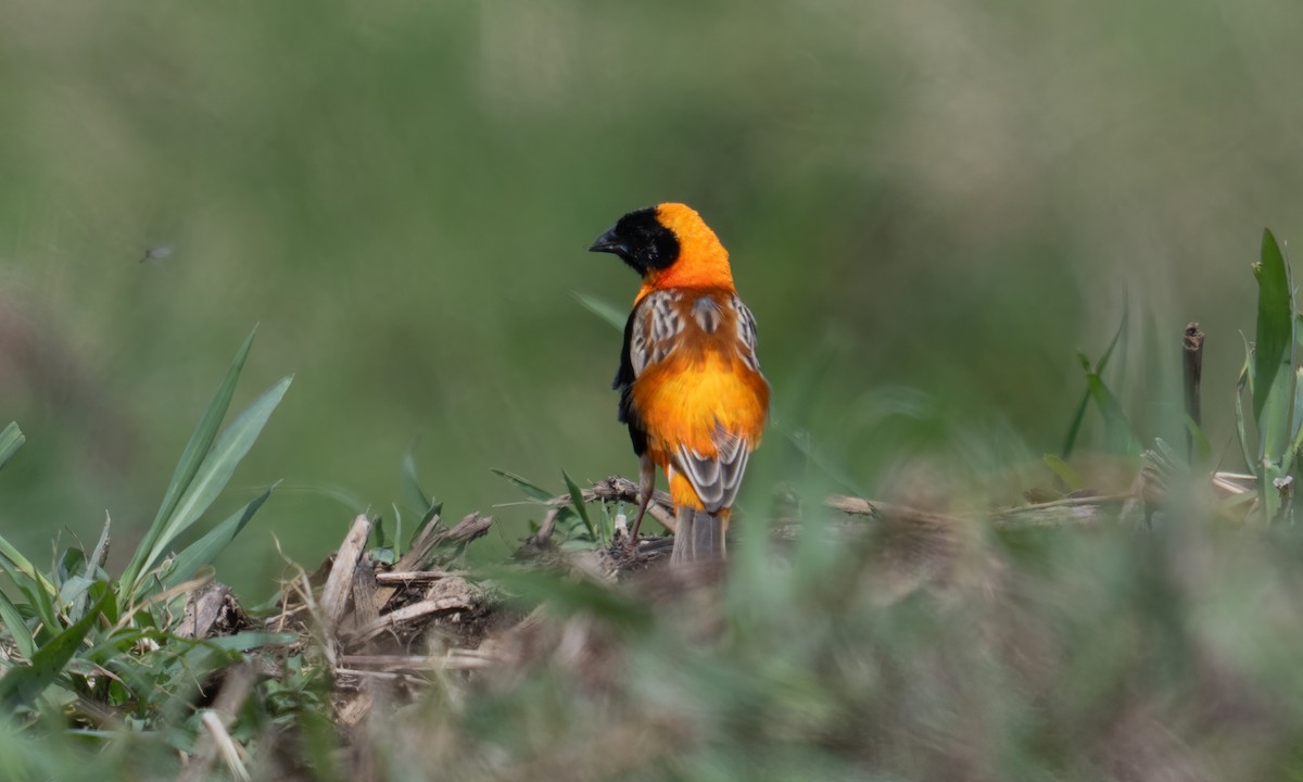 Southern Red Bishop - ML644128934