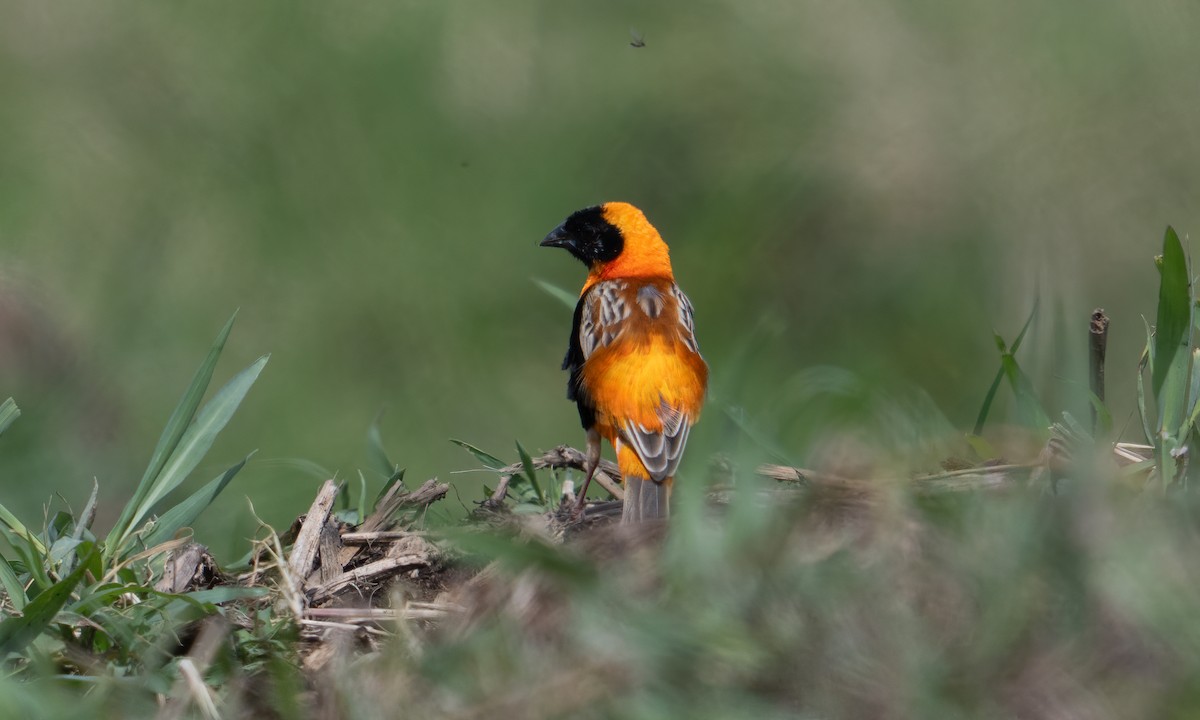 Southern Red Bishop - ML644128935