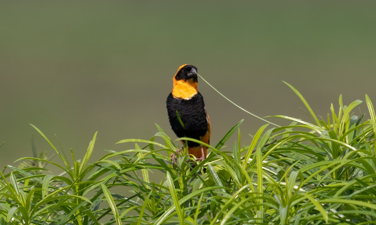 Southern Red Bishop - ML644128936