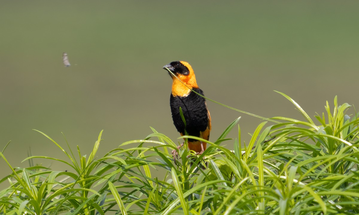 Southern Red Bishop - ML644128937