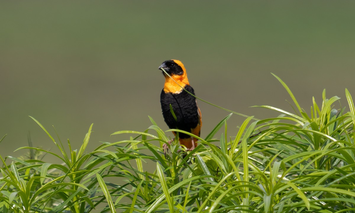 Southern Red Bishop - ML644128938