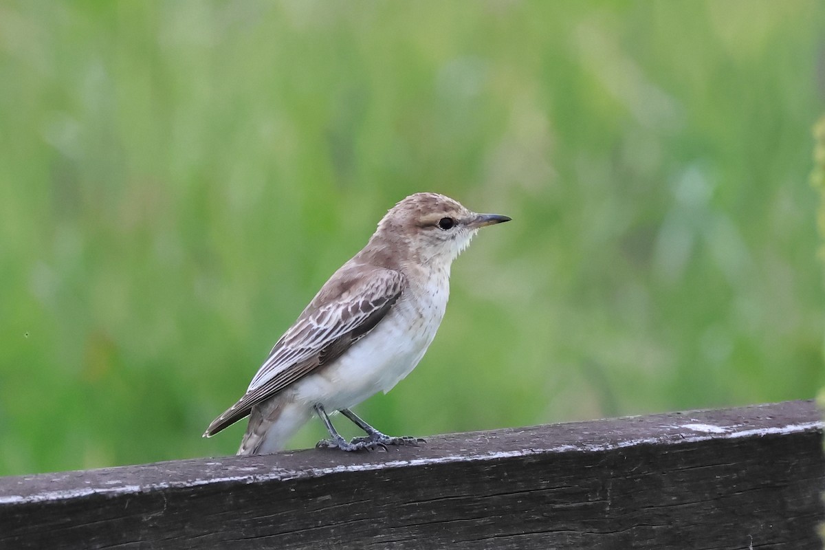 White-winged Triller - ML644128939