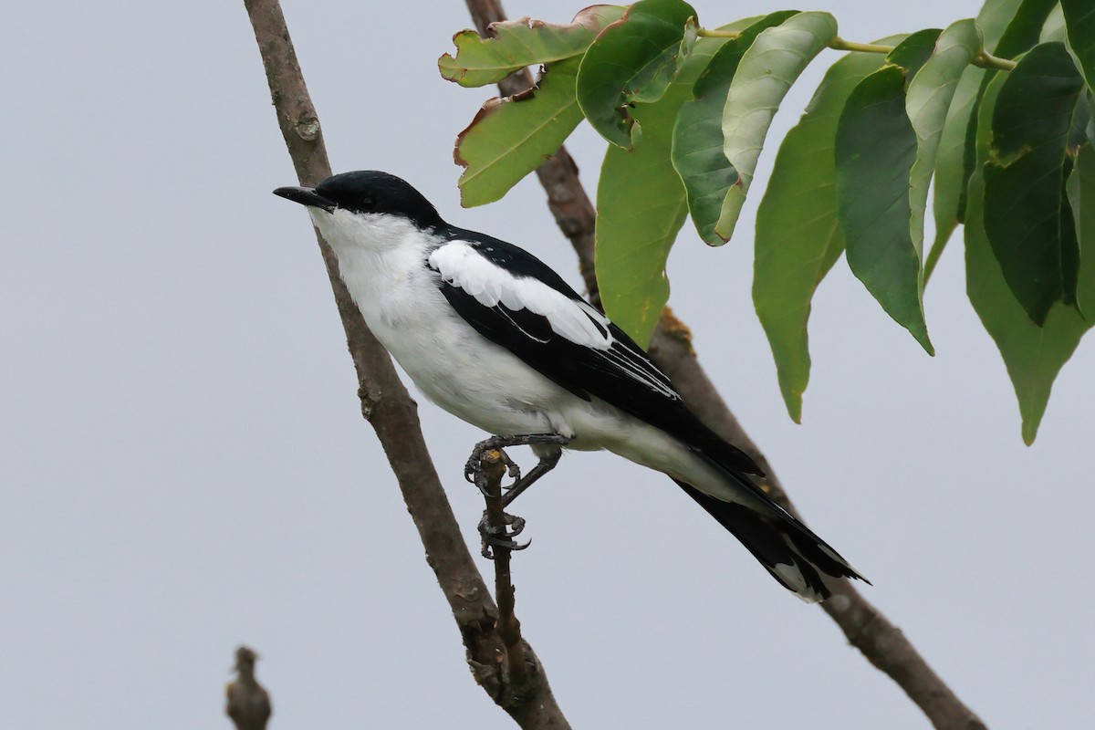 White-winged Triller - ML644128940