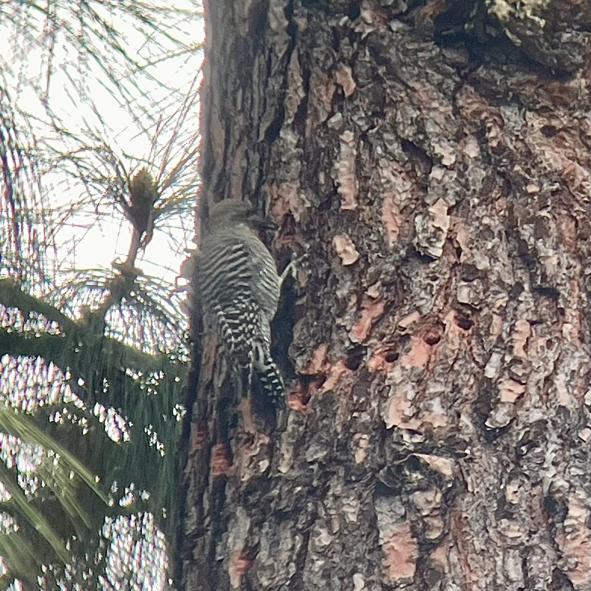 Williamson's Sapsucker - ML644128941