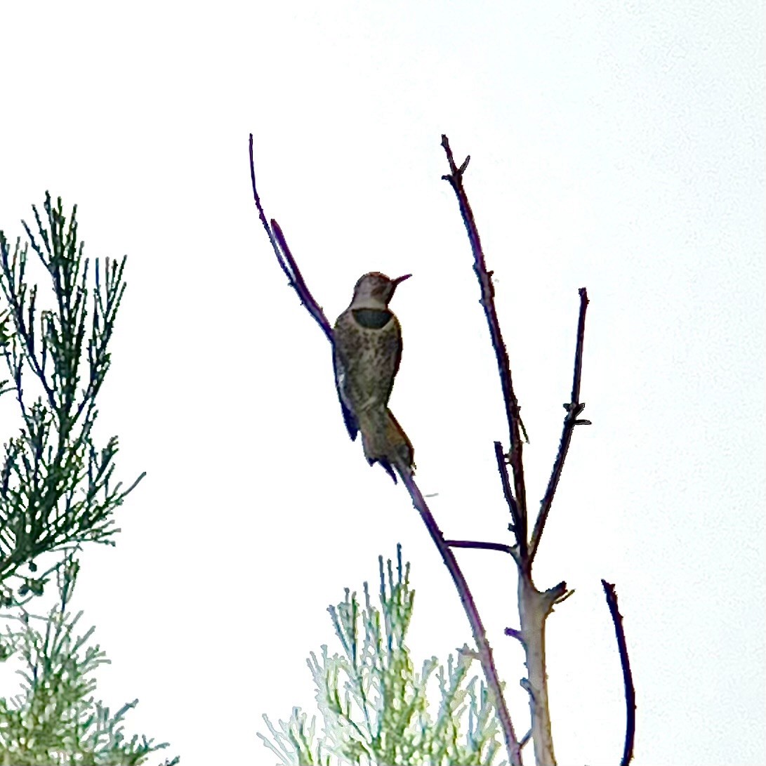 Northern Flicker (Yellow-shafted x Red-shafted) - ML644128942