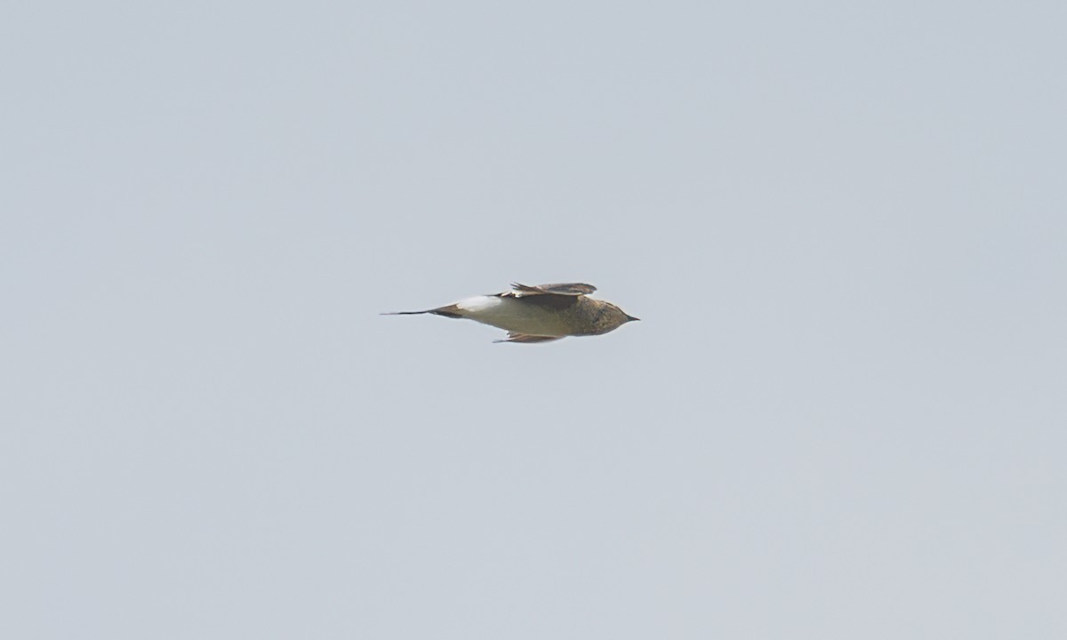 Collared Pratincole - ML644128943