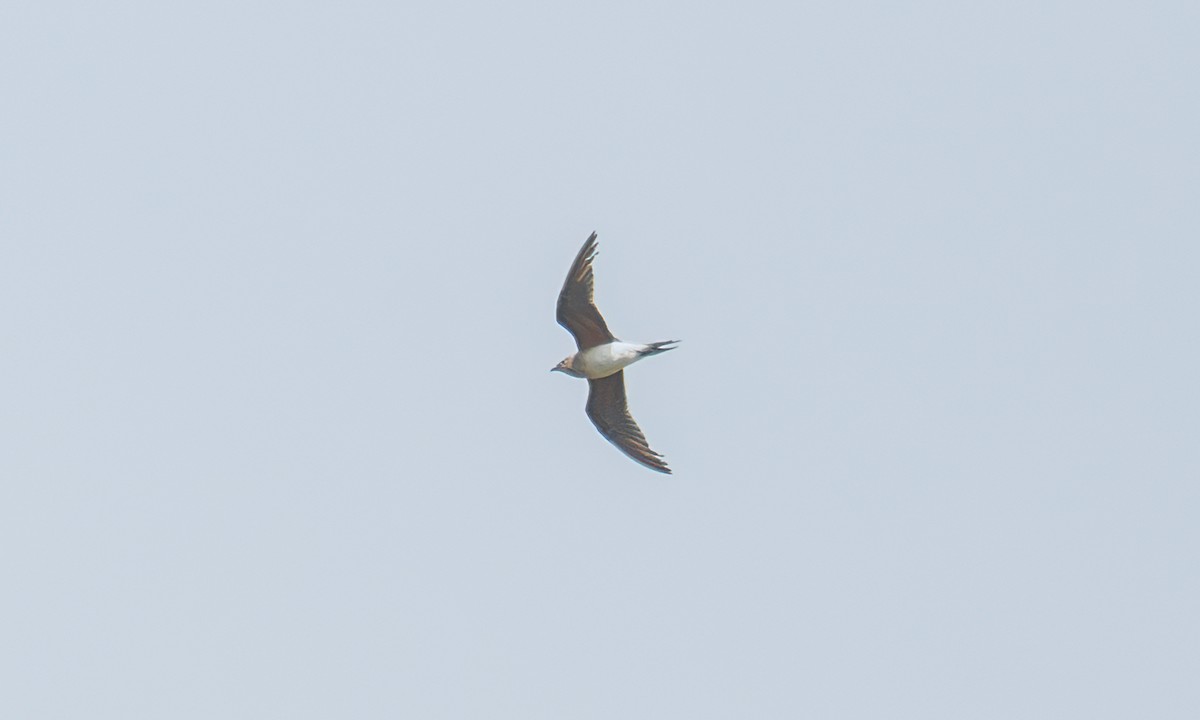 Collared Pratincole - ML644128944