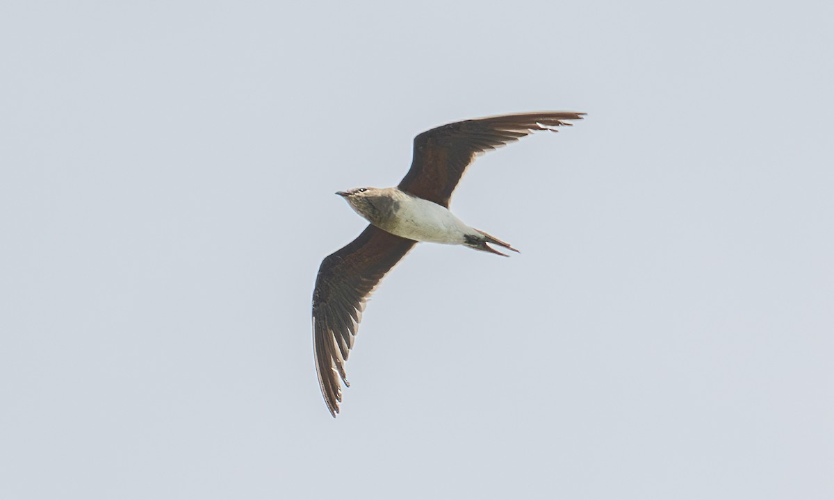 Collared Pratincole - ML644128945