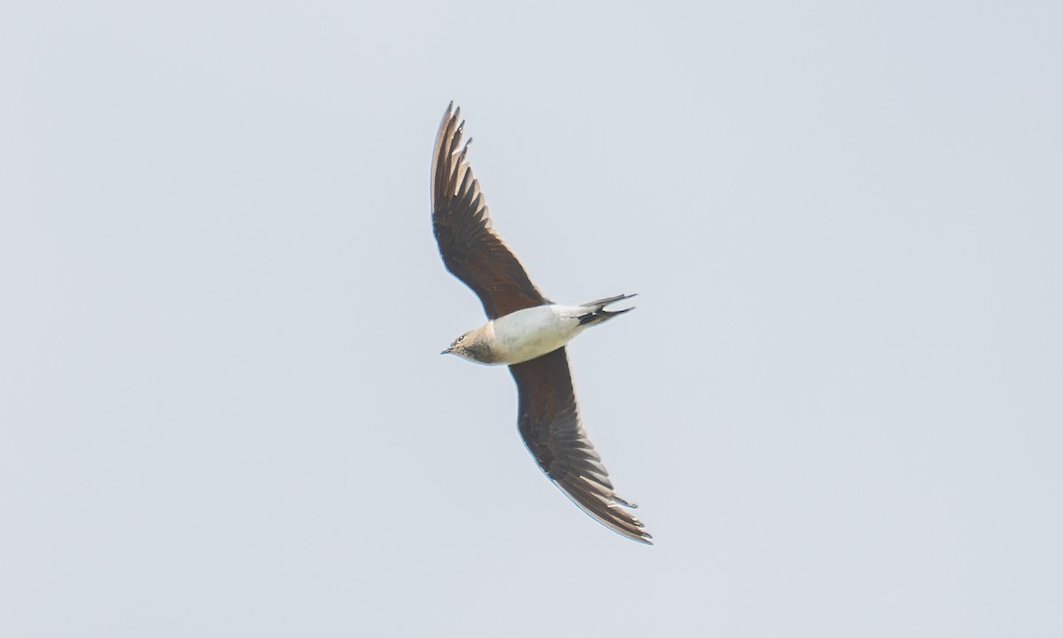 Collared Pratincole - ML644128946