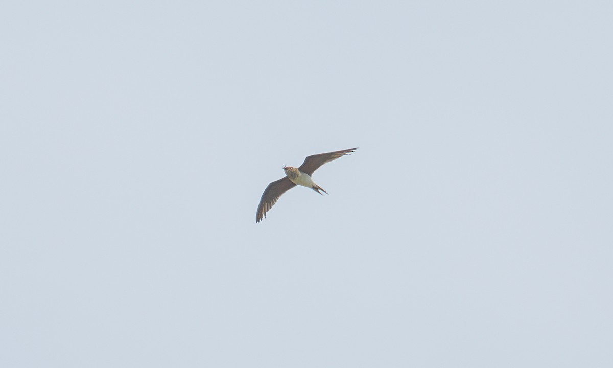 Collared Pratincole - ML644128947