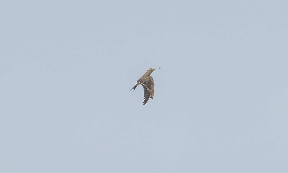 Collared Pratincole - ML644128948