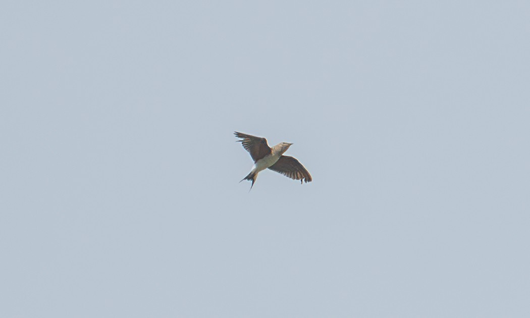 Collared Pratincole - ML644128949