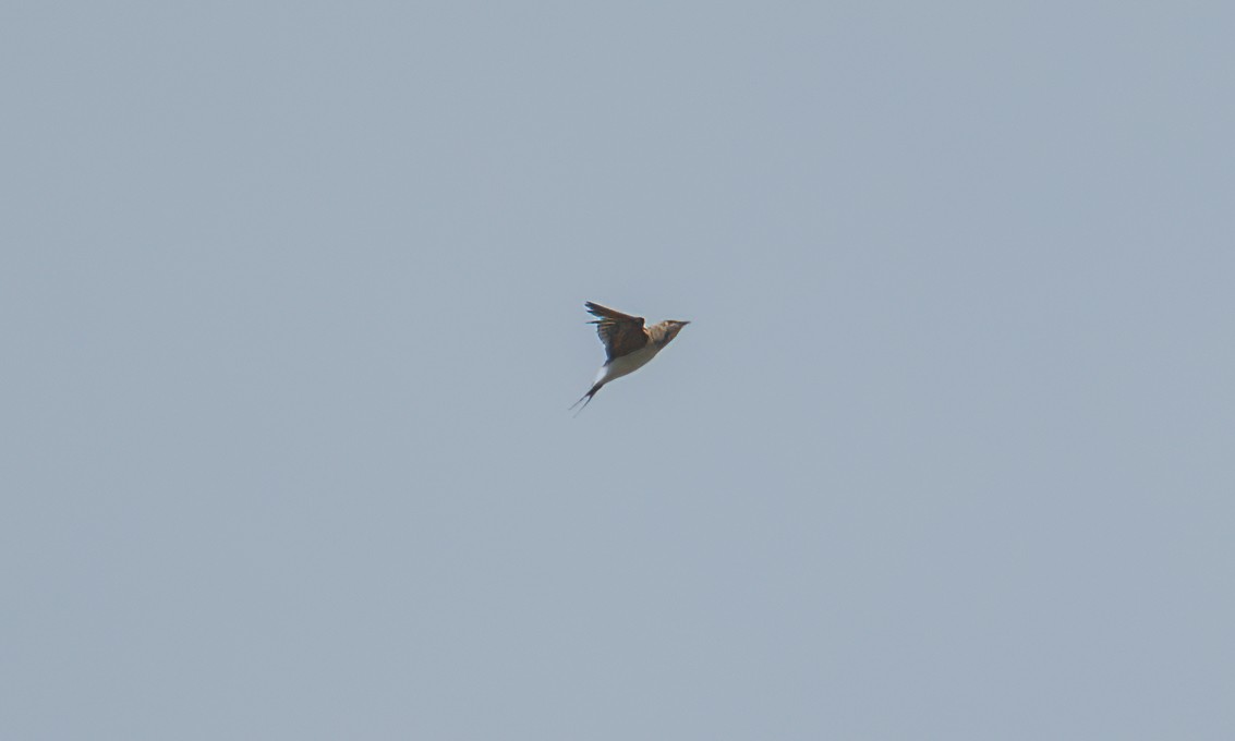 Collared Pratincole - ML644128950
