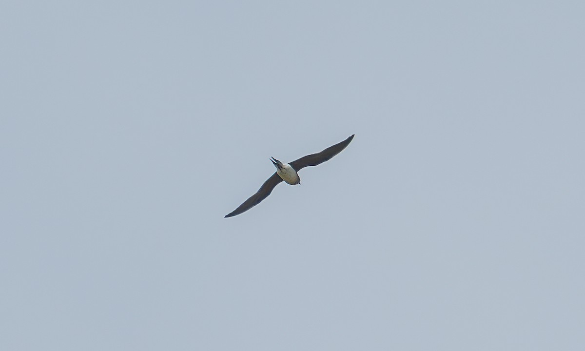 Collared Pratincole - ML644128951