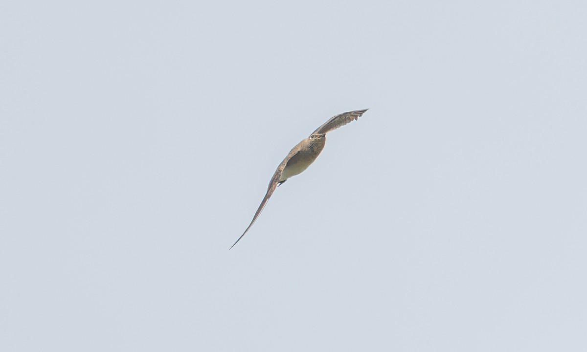 Collared Pratincole - ML644128952