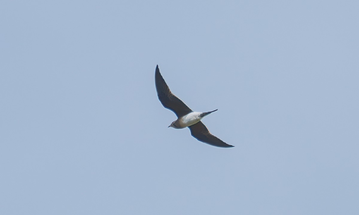 Collared Pratincole - ML644128953
