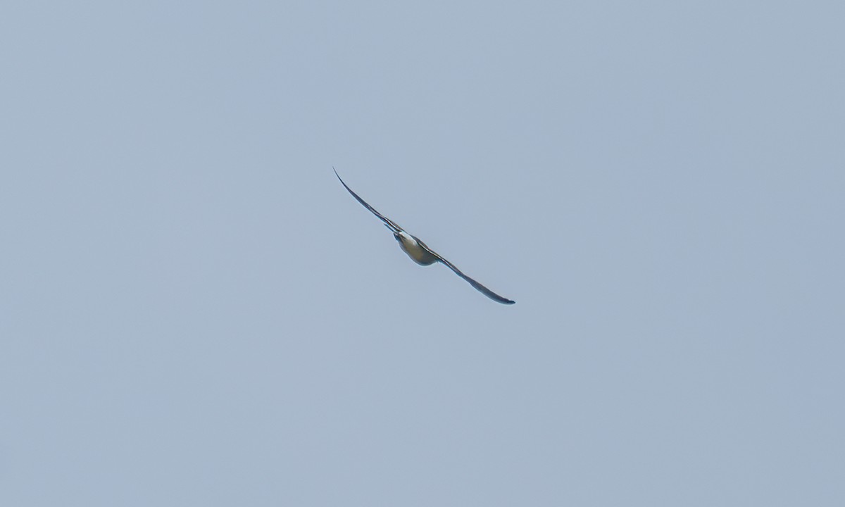 Collared Pratincole - ML644128954