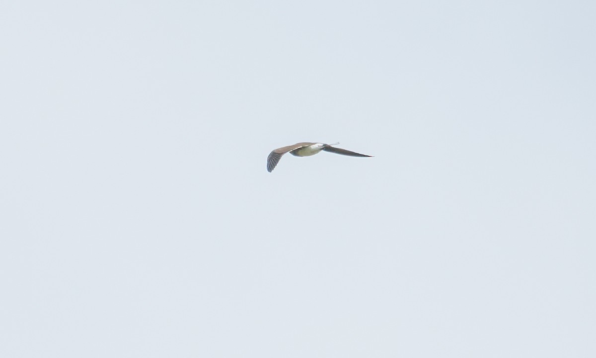 Collared Pratincole - ML644128955