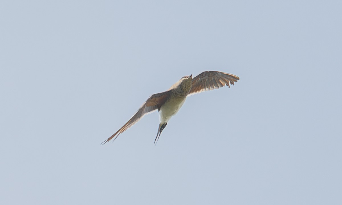 Collared Pratincole - ML644128956