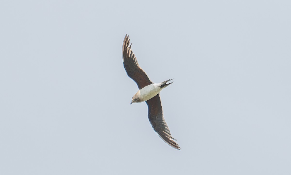 Collared Pratincole - ML644128957
