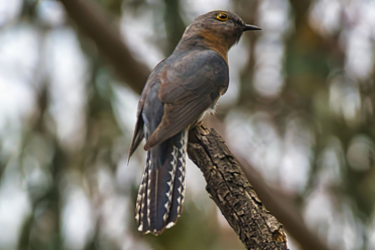 Fan-tailed Cuckoo - ML644128965