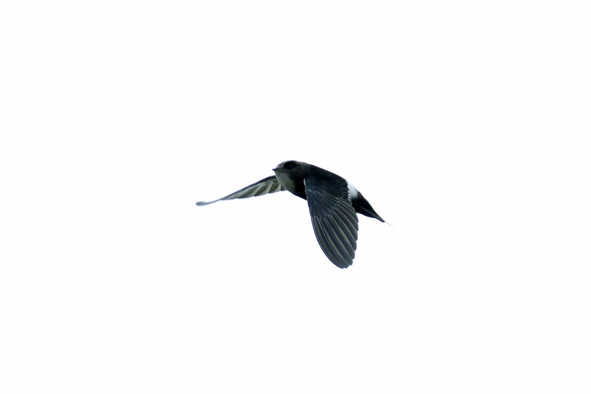 House Swift - ML644128967