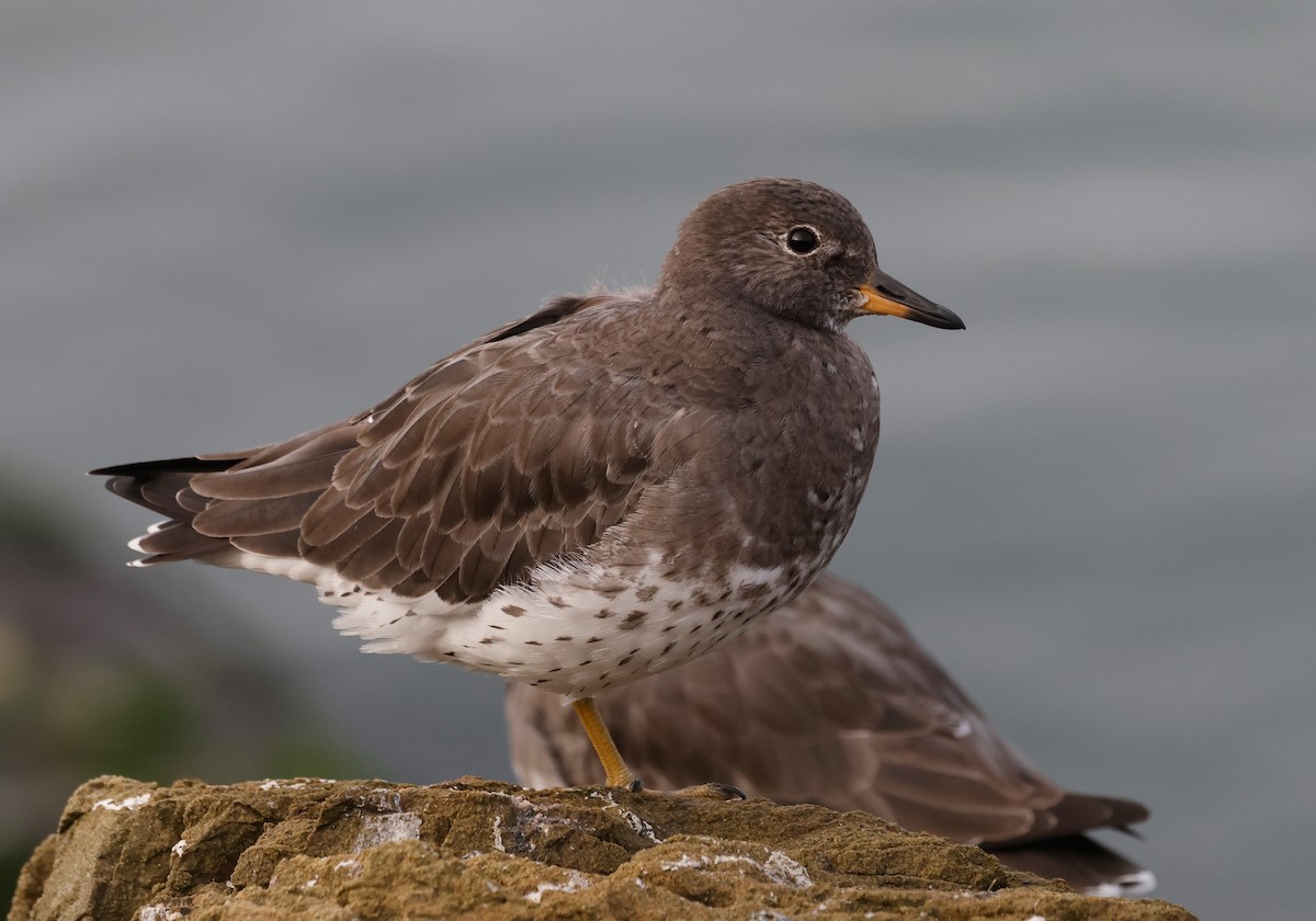 Surfbird - ML644128969