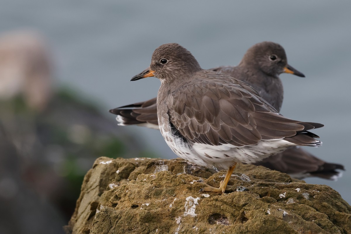 Surfbird - ML644128970