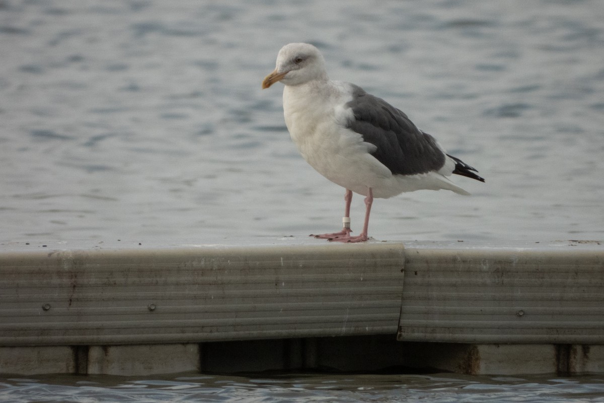 Western Gull - ML644128989
