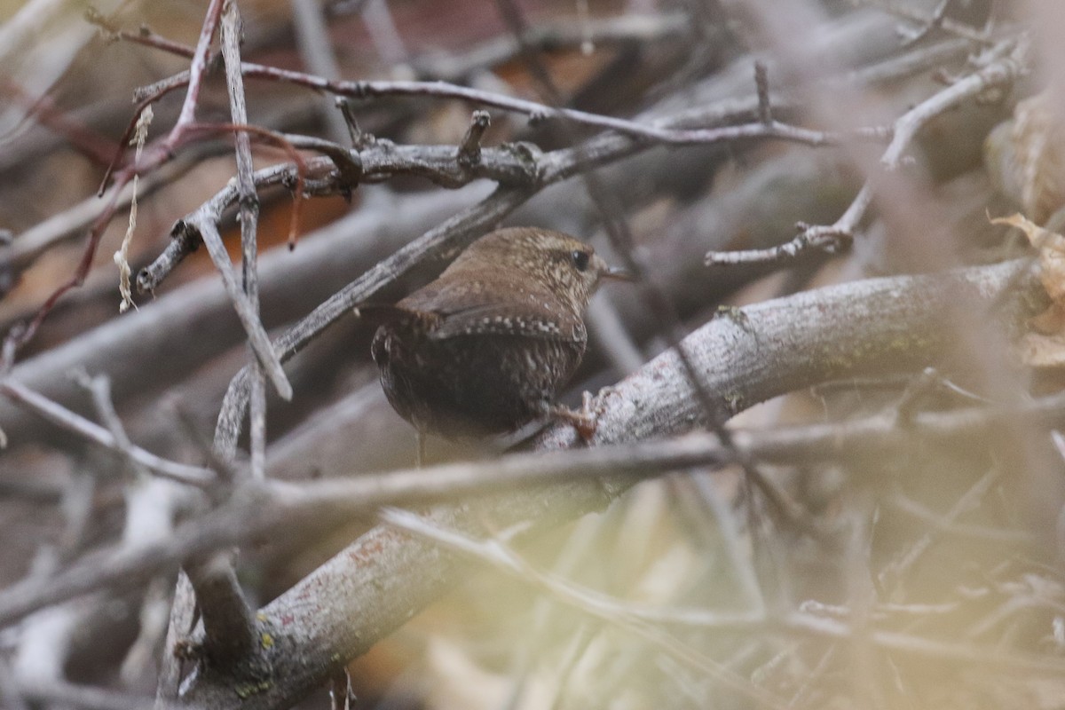 Winter Wren - ML644128995