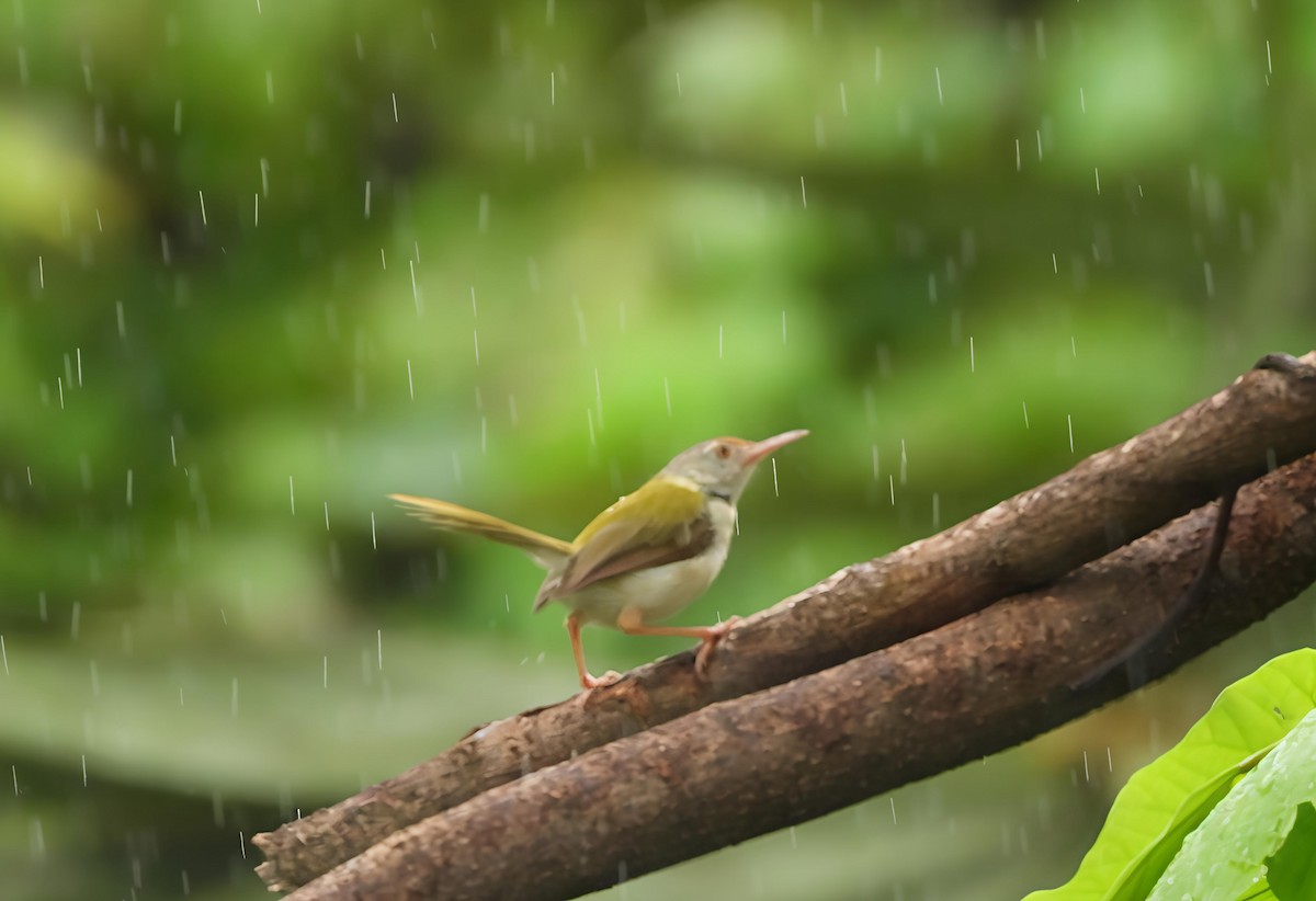 Common Tailorbird - ML644128998