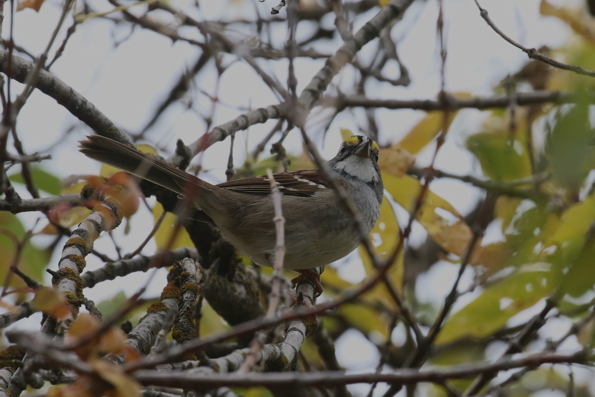 ノドジロシトド - ML644129000