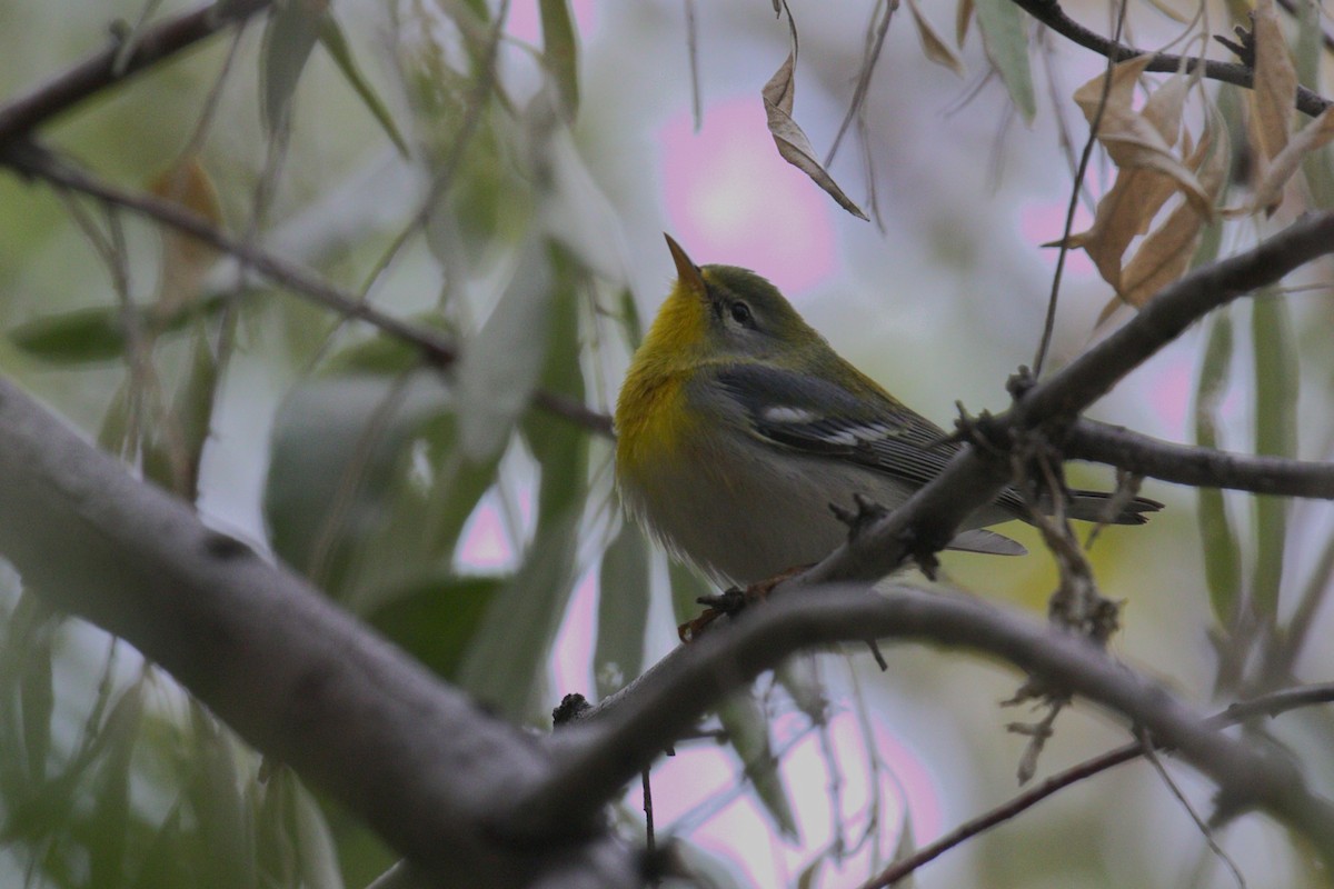 アサギアメリカムシクイ - ML644129019