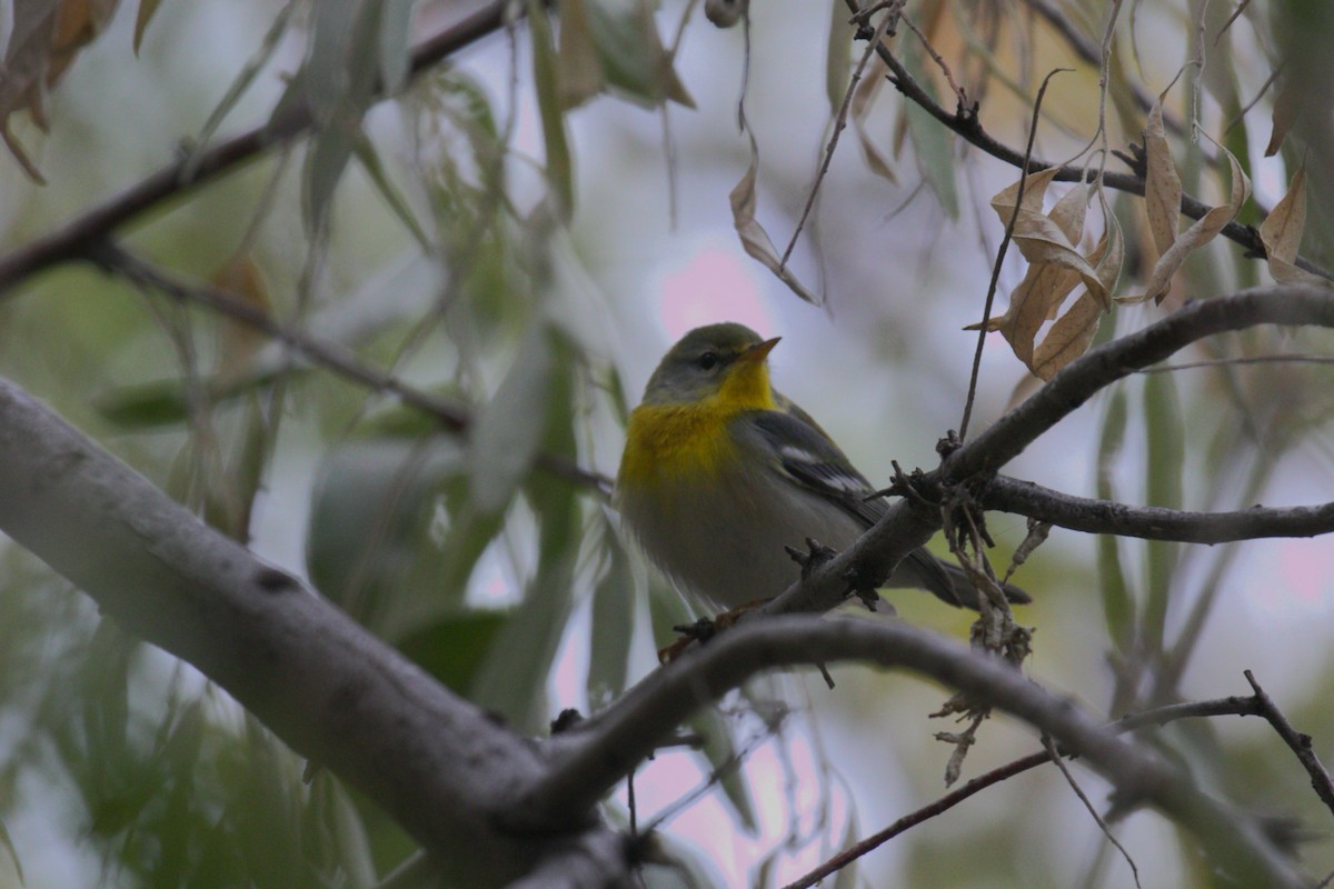 アサギアメリカムシクイ - ML644129021