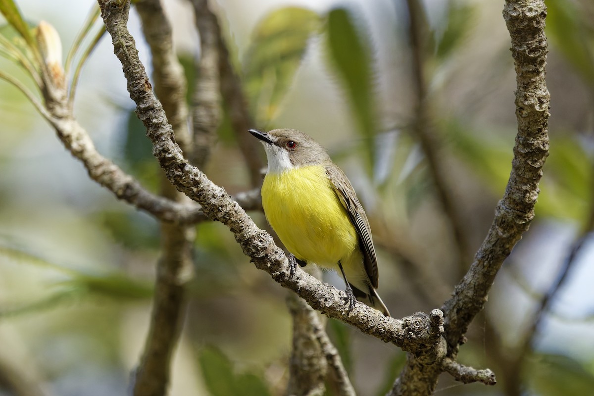 ノドジロセンニョムシクイ - ML644129027