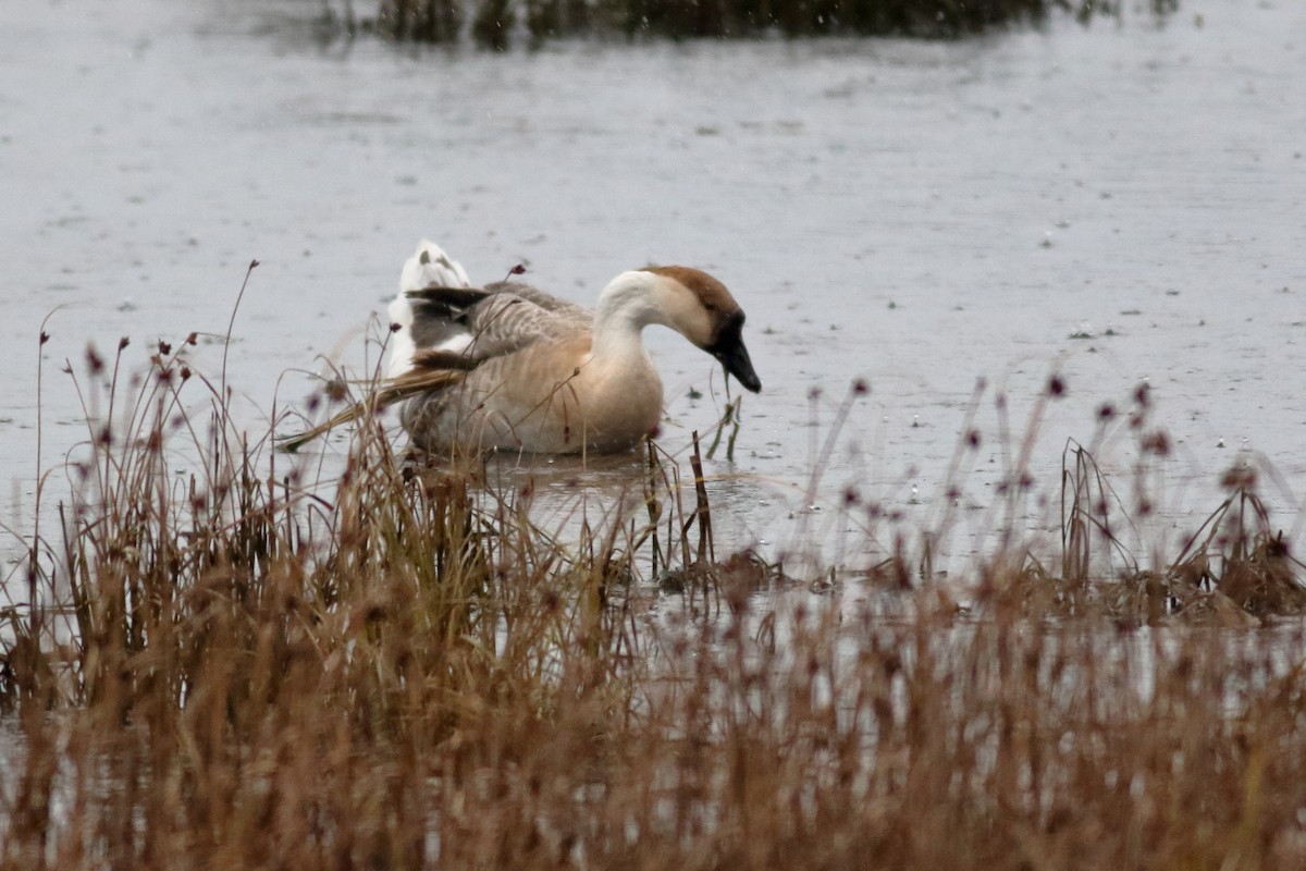 husa labutí (domestikovaná) - ML644129028