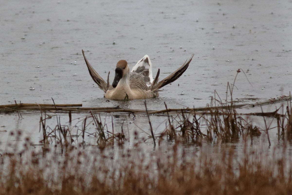 husa labutí (domestikovaná) - ML644129029