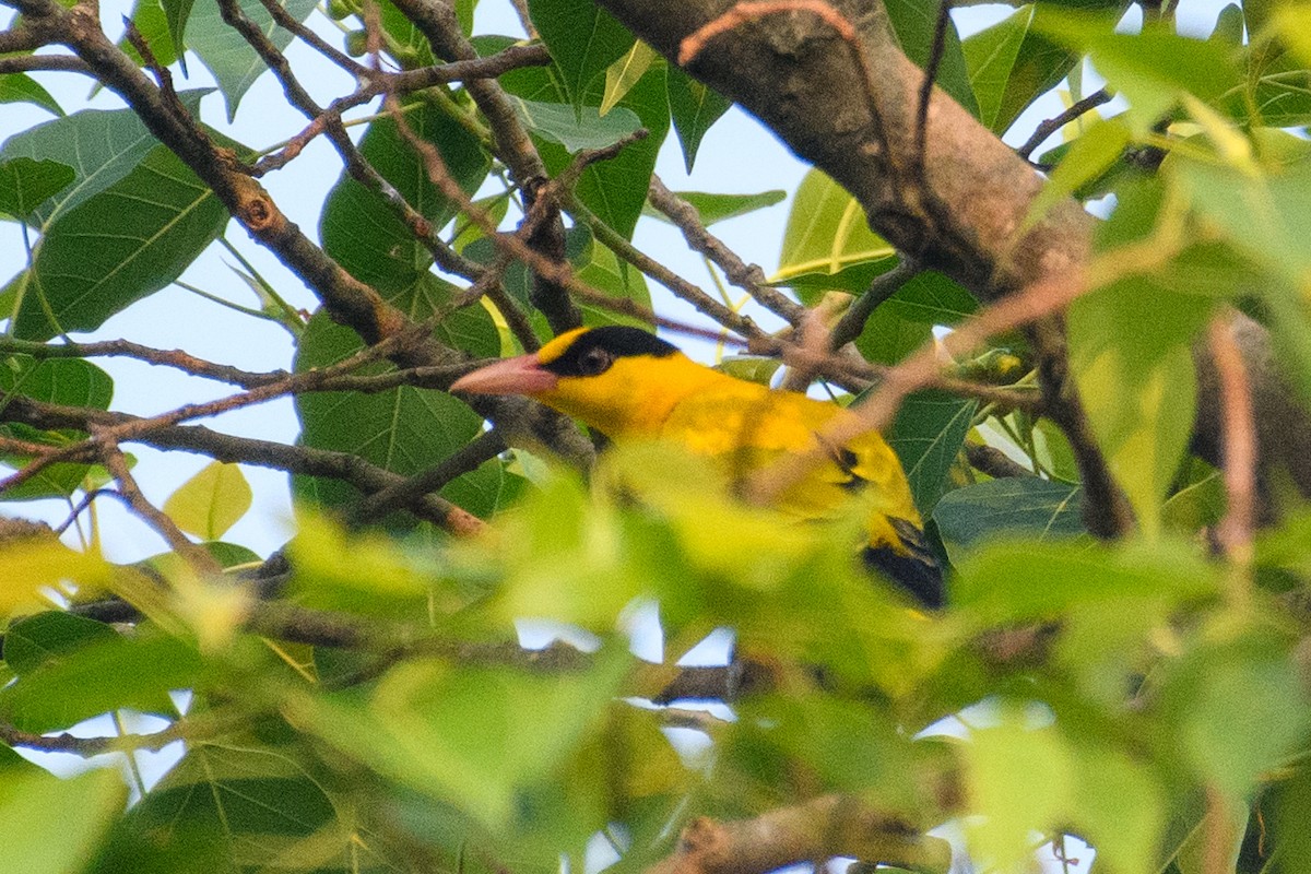 Black-naped Oriole - ML644129038