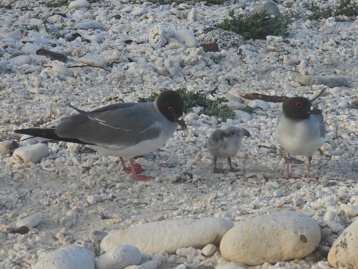 Gaviota Tijereta - ML644129042