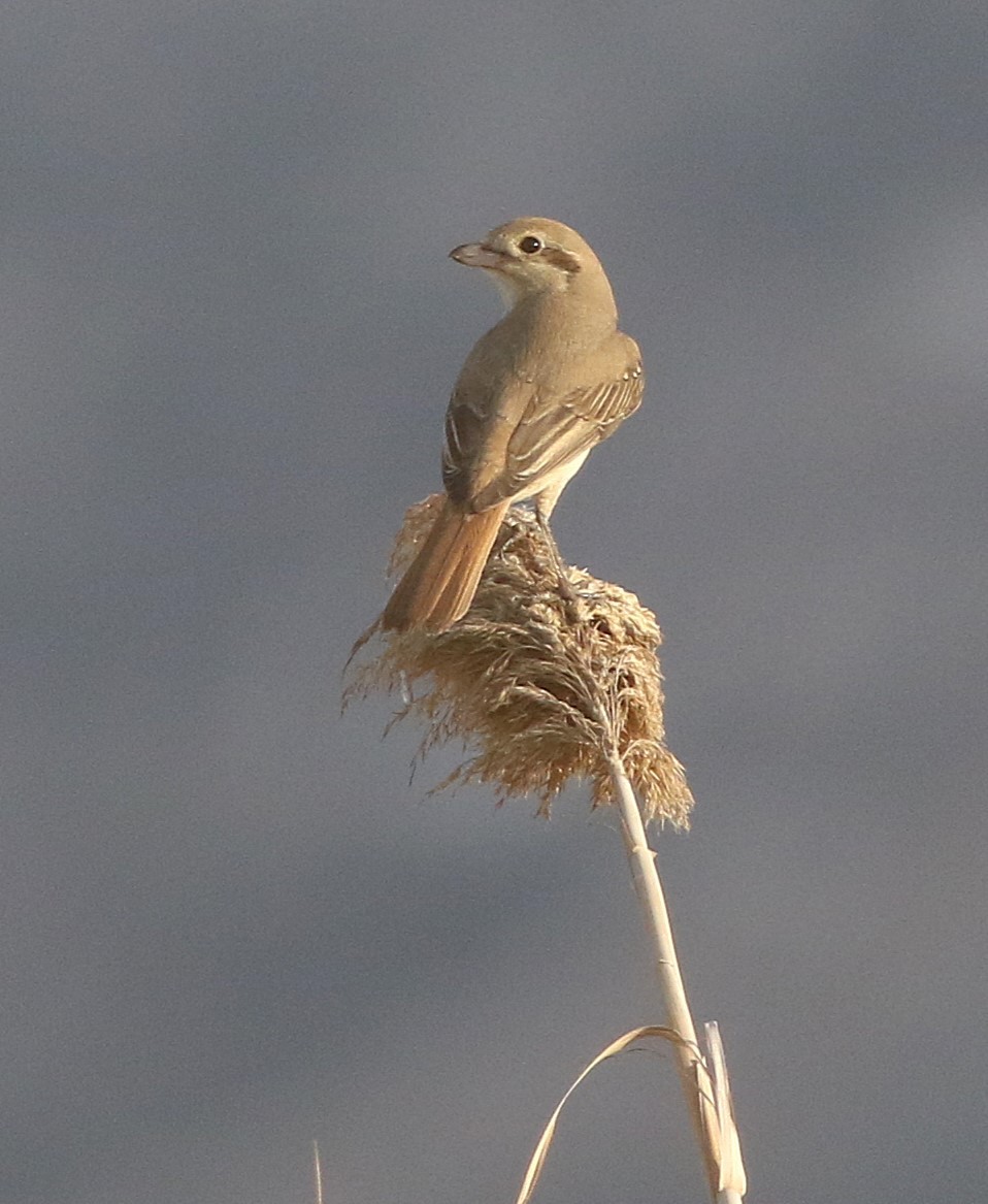 isabellavarsler (isabellinus) - ML644129052